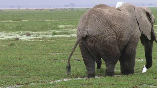 Elephant with an egret riding on his back