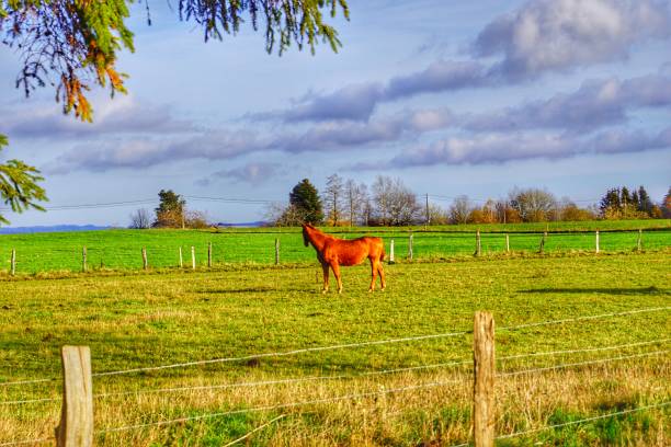 istock Belgium Ardennes Engreux during Autumn 2020 1288309821