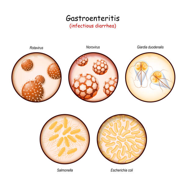 zakaźna biegunka. zbliżenie czynników wywołujących infekcje jelitowe - norovirus diarrhea gastroenteritis virus stock illustrations