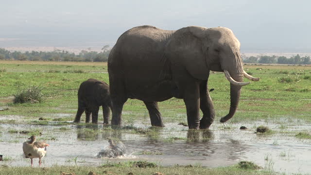 elephant mother and baby in swamp