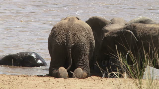 Elephant kneeling down to drink from a deep river bank