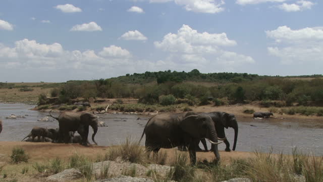 Elephants and hippos grazing along river bank