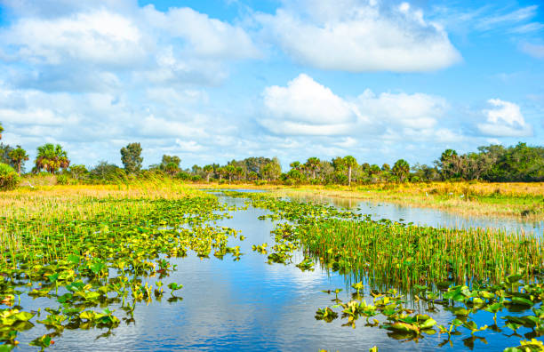 istock Florida's swamps 1288310765