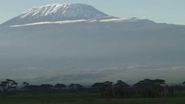 Elephant herd under kilimanjaro