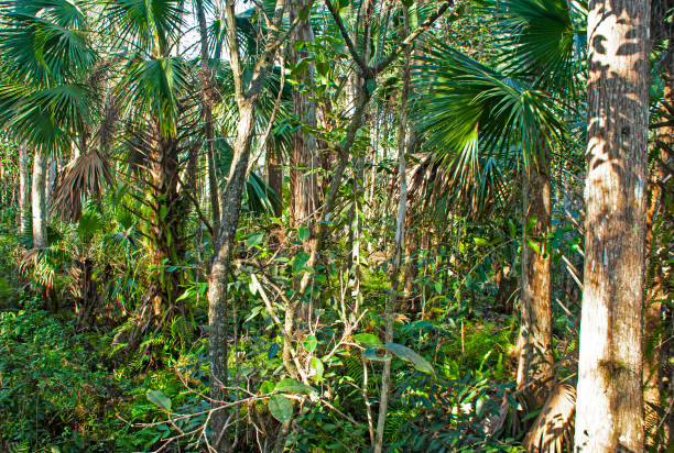istock Florida's swamps 1288310858