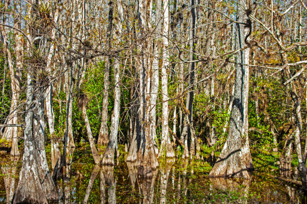 istock Everglades National Park 1288310859