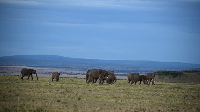 Elephants close up shot with the great plains of mara in the background