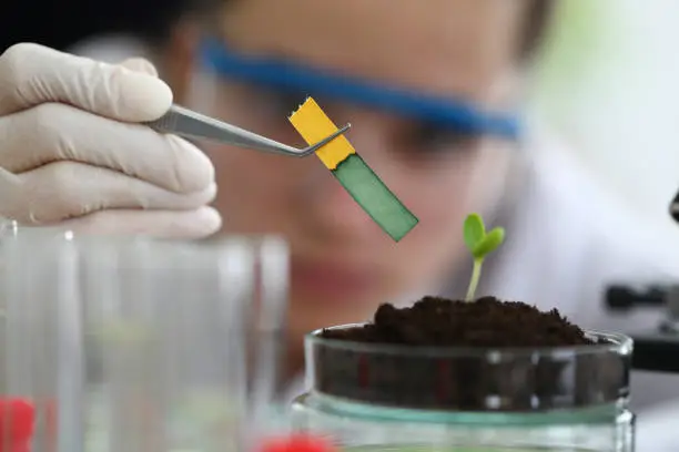 Gloved hand hold yellow indicator paper over sprout with forceps close-up. Ph test strip with high contrast and sensitivity. Woman conduct experiment with plant. On table there is glass flask with shoot in ground close-up.