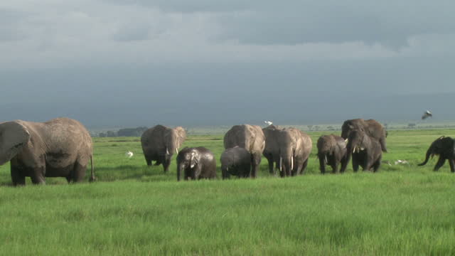 Elephants coming from a swamp with very green grass from recent rains