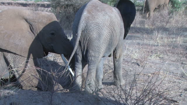 elephants coming out of a dry riverbed in dry weather