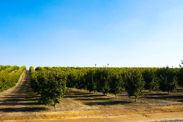 Orange grove in central California