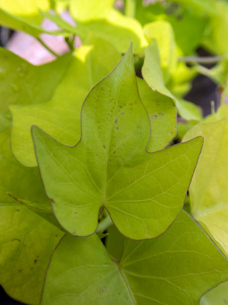 美しいハート型ライムグリーン色のサツマイモのつるの葉の詳細を閉じる - heart shape raw potato food individuality ストックフォトと画像