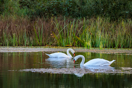 pair of swans on a lake in the sunset light with green red reed in background