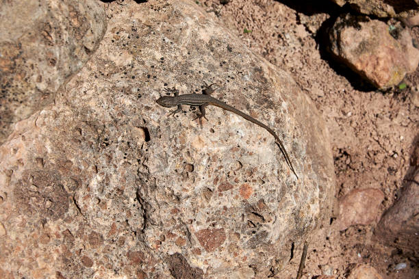 istock Little lizard on the stones 1288315317