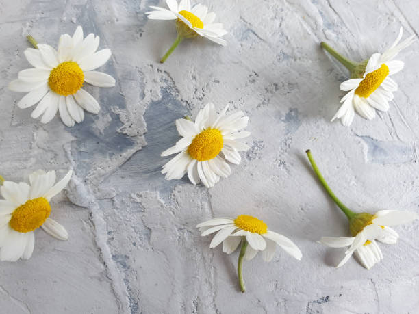 istock daisy flowers on concrete background frame 1288316782