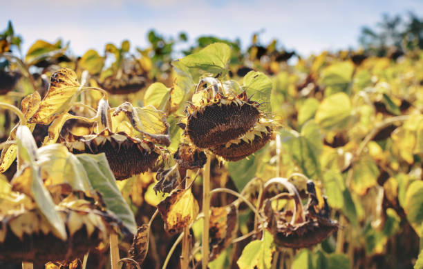 istock Ripened sunflowers ready for harvesting 1288317113