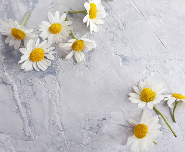 istock daisy flowers on concrete background frame 1288317118