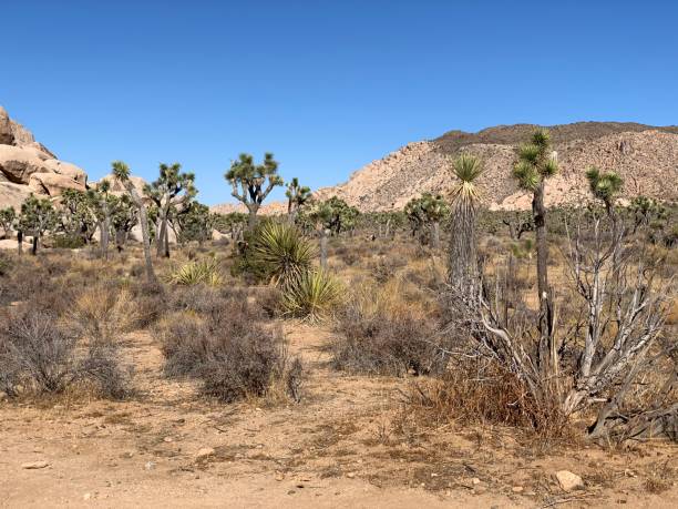 istock Joshua Tree National Park 1288318014