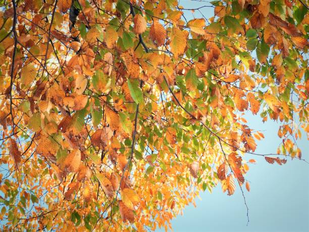 autumun leaves3 - tree area japanese fall foliage japanese maple autumn stock-fotos und bilder
