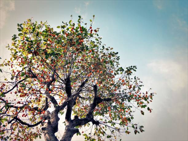Autumn leaves2