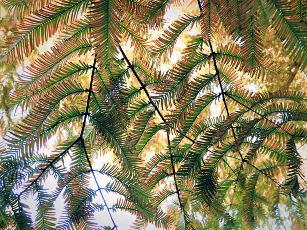 metasequoia - tree area japanese fall foliage japanese maple autumn stock-fotos und bilder