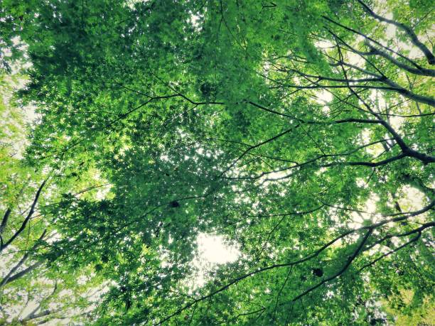 istock Autumn leaves（momiji ）5 1288319034