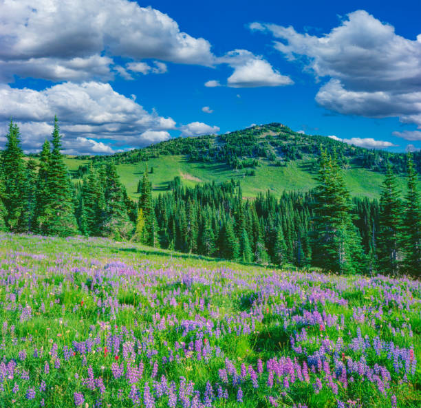 istock SPRINGTIME MORNING AT MOUNT RAINIER NATIONAL PARK, WA 1288321675