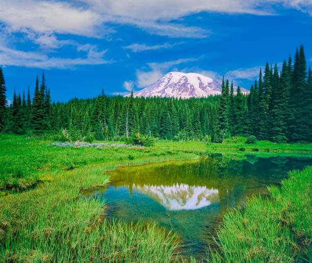 istock SPRINGTIME MORNING AT MOUNT RAINIER NATIONAL PARK, WA 1288321779