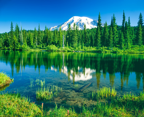 A mesmerizing view of a lake with reflection of snow-capped Mountain Rainier against a clear sky