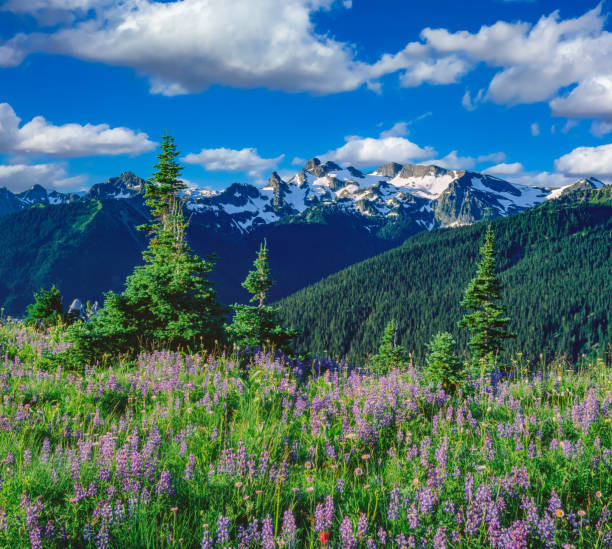 istock SPRINGTIME MORNING AT MOUNT RAINIER NATIONAL PARK, WA 1288321825