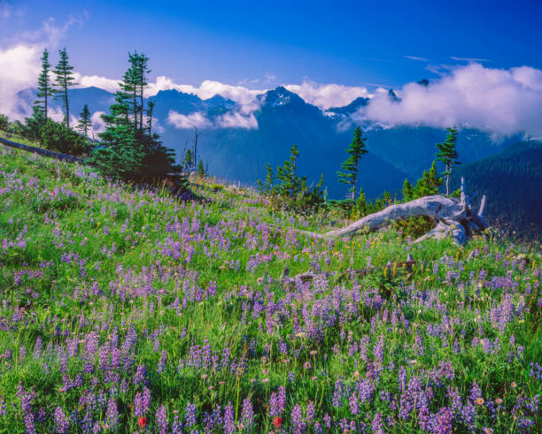 istock SPRINGTIME MORNING AT MOUNT RAINIER NATIONAL PARK, WA 1288321885