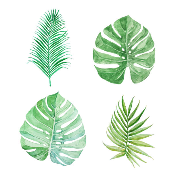 istock Set of tropical greenery. Vector watercolor. Palm's and monstera's leaves. 1288322536
