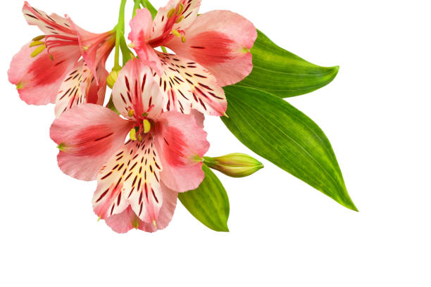 istock Alstroemeria bouquet isolated on white background 1288323349