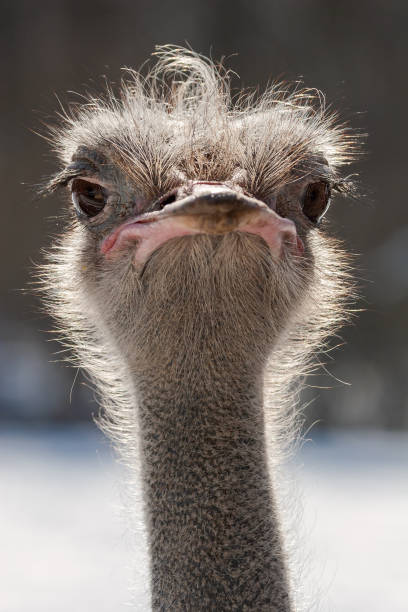Common Ostrich Stock Photo - Download Image Now - Humor, Ostrich, Bird -  iStock