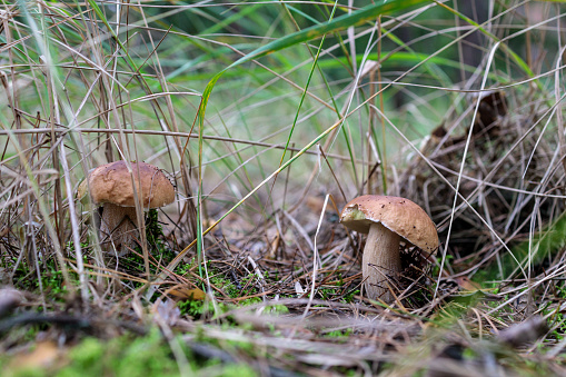 two mushrooms hidden in the grass