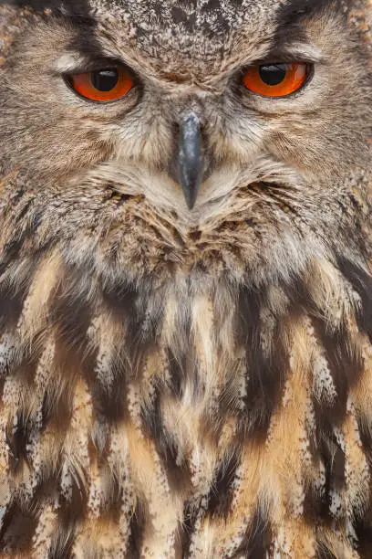 Portrait of an eurasian eagle owl.