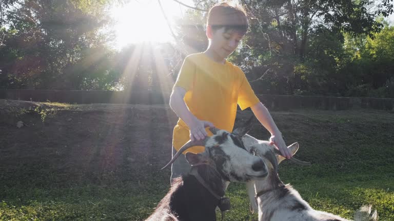 Happy boy plays, feeds goats on farm ranch rejoices summer, smiles in meadow with grass against background of green trees in rays of sunlight slow motion. Lens flares. Relax. Pets. Childhood