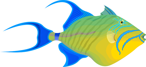 Vector Fish Queen Triggerfish Illustraton Stock Illustration - Download  Image Now - Triggerfish, Fish, Florida - US State - iStock