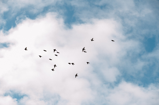 A flock of small migratory birds swallows against a blue sky with a white cloud