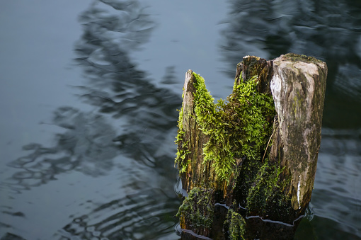 Weathered rotten wooden stake with growing moss stands in dark blue water, copy space, selected focus, narrow depth of field