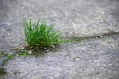 Power of nature, a tuft of grass is growing in a crack in the concrete, copy space, selected focus, narrow depth of field