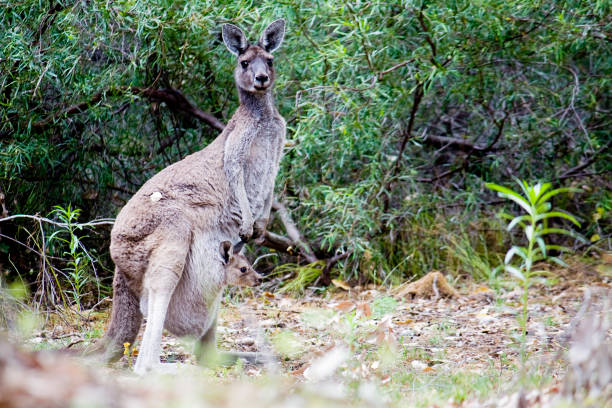 istock Kangaroo with joey in her pouch 1288332323