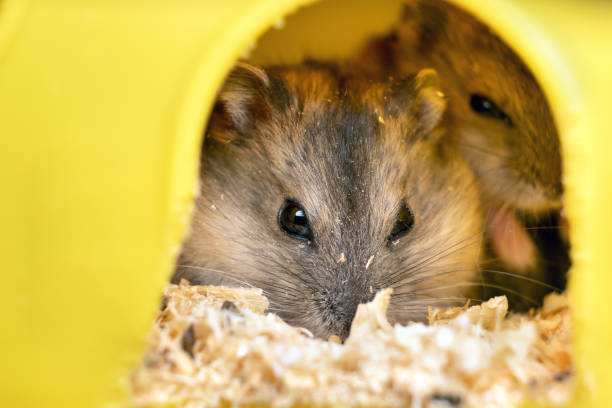 istock Small gray jungar hamster rats in yellow home cage. 1288333874
