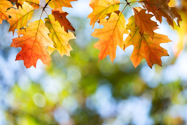 istock Close up of bright yellow and red maple leaves on fall tree branches with vibrant blurred background in autumn park. 1288333896