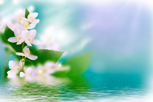 istock branch delicate spring flowers. nature 1288335443
