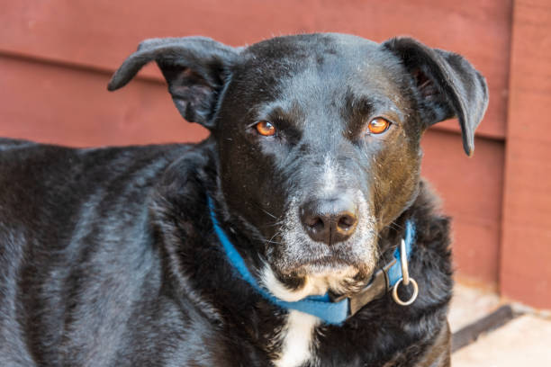 istock Rocky the Labrador Cross 1288335474