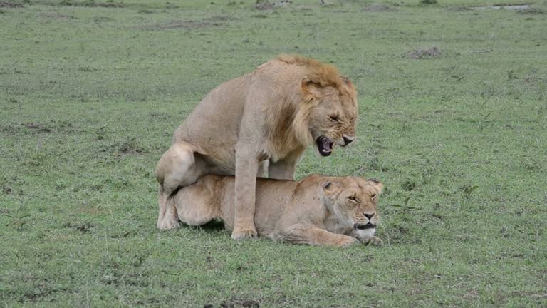 17,641 Mating Stock Videos and Royalty-Free Footage - iStock | Animals mating, Mating dance, Mating animals 17,641 Mating Stock Videos and Royalty-Free Footage - iStock | Animals mating, Mating dance, Mating animals