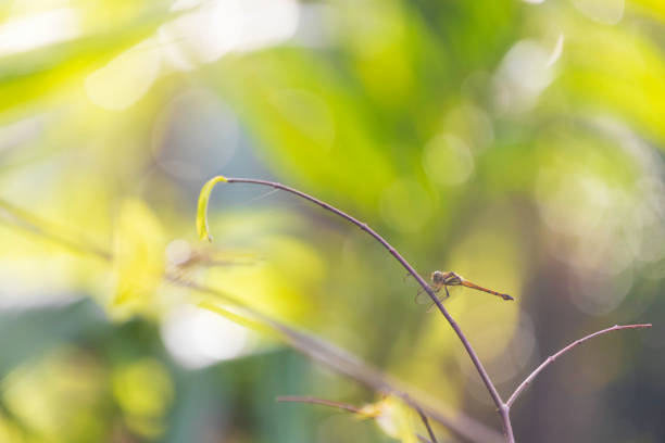 Close-up of a dragonfly perched on a branch in a forest environment.