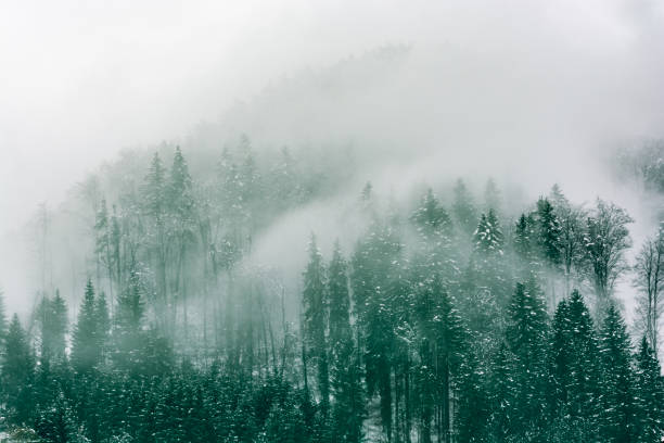 Photo of Forest shrouded by fog in winter