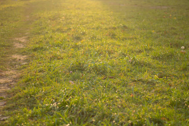 istock Grass in the sunlight. Natural background. 1288343229